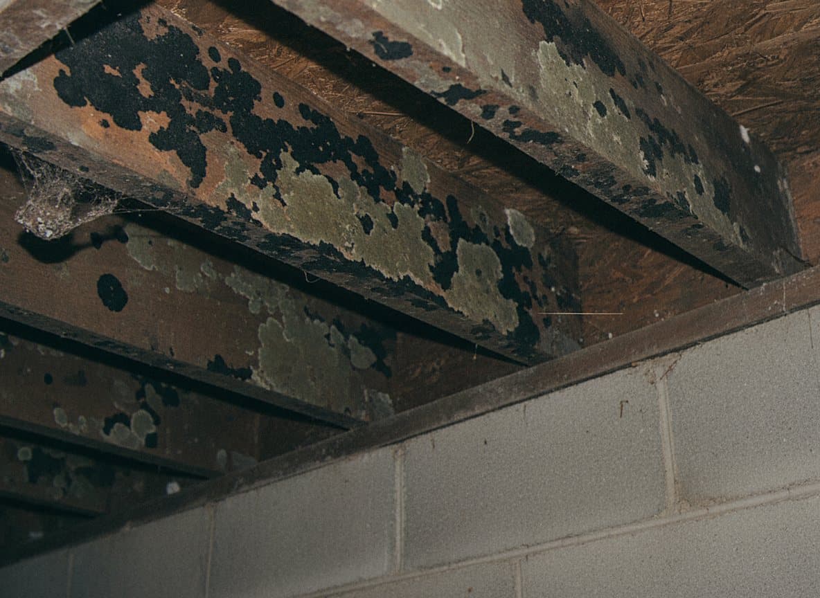 Mold on basement floor joists overhead